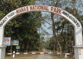 Rhino horn recovery in Manas ignites demand for thorough probe