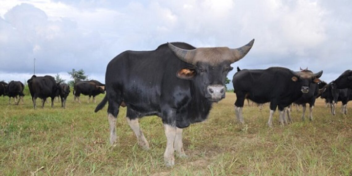 FSSAI recognises Mithun: A culinary revolution and economic boost for Northeast