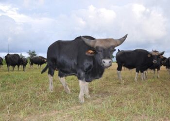 FSSAI recognises Mithun: A culinary revolution and economic boost for Northeast