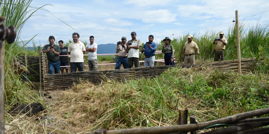 Assam’s Manas National Park welcomes 18 more pygmy hogs