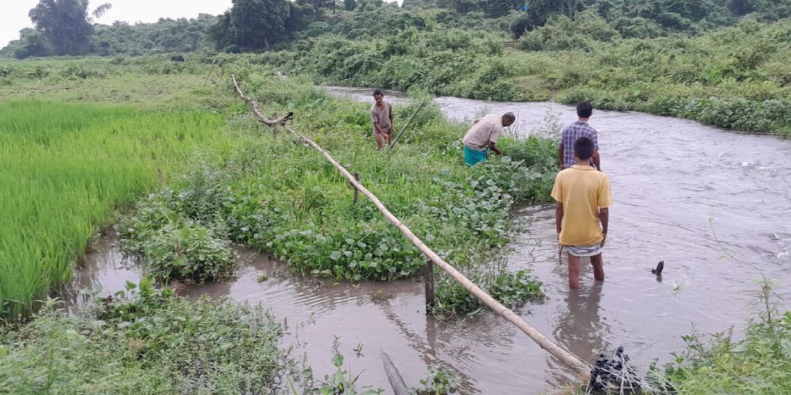 Raimona National Park gets solar fence to curb human-elephant conflicts