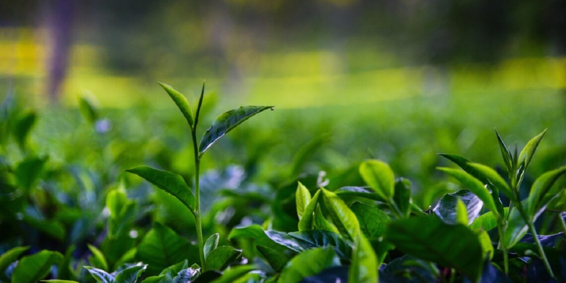 Assam, international labour body champion fair wages for tea plantation labourers