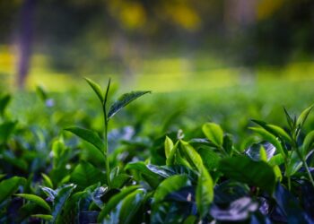 Assam, international labour body champion fair wages for tea plantation labourers