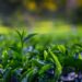 Assam, international labour body champion fair wages for tea plantation labourers