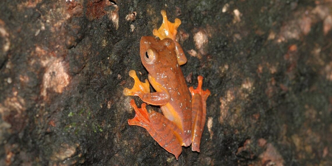 Amphibian diversity in Northeast faces threats, says scientist