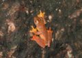 Amphibian diversity in Northeast faces threats, says scientist