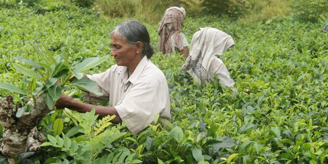 Local start-up offers alternative to poppy farming in Manipur