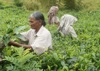 Local start-up offers alternative to poppy farming in Manipur