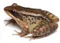 New species of ‘musical’ frog discovered in Arunachal’s Namdapha-Kamlang region