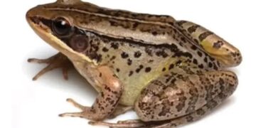 New species of ‘musical’ frog discovered in Arunachal’s Namdapha-Kamlang region