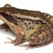 New species of ‘musical’ frog discovered in Arunachal’s Namdapha-Kamlang region