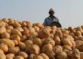 Social investment firm offers ‘Northeast fund’; aims to empower NE potato farmers
