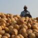 Social investment firm offers ‘Northeast fund’; aims to empower NE potato farmers