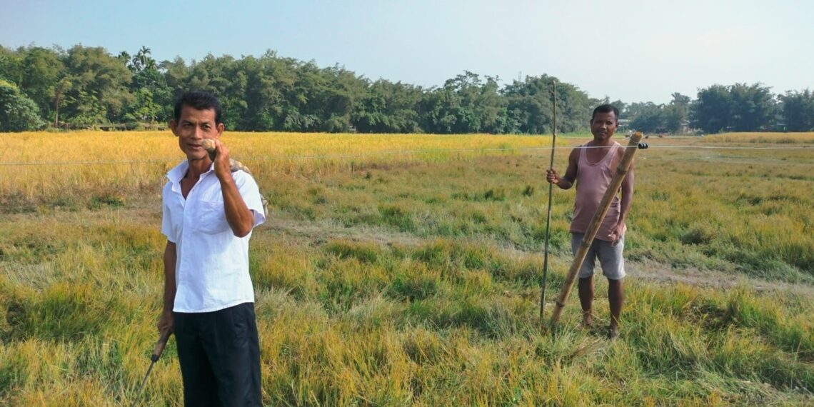Assam farmers reap benefits of solar fences in human-elephant conflict areas