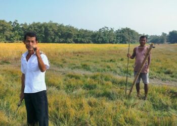 Assam farmers reap benefits of solar fences in human-elephant conflict areas