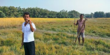 Assam farmers reap benefits of solar fences in human-elephant conflict areas