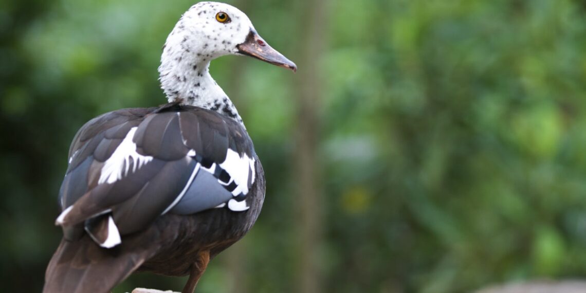 Assam govt unveils roadmap to save state bird, white-winged duck