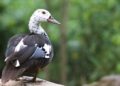 Assam govt unveils roadmap to save state bird, white-winged duck