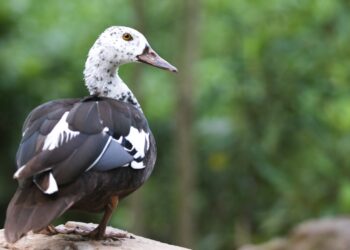 Assam govt unveils roadmap to save state bird, white-winged duck