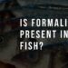 Gauhati University researchers develop kit to detect Formalin in fish