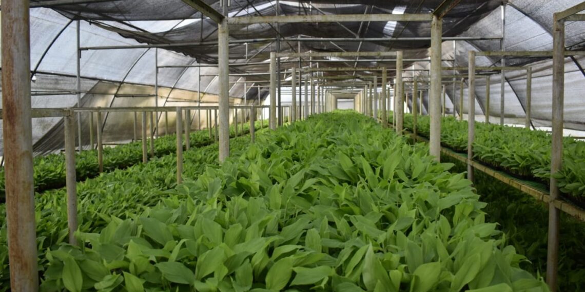 Meghalaya’s Lakadong turmeric seals authenticity with Geographical Indication tag