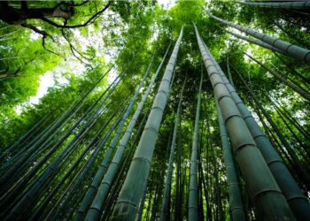 Lower Langpih divyangs, at Assam-Meghalaya border, donate 7,500 bamboo logs for Ram Temple