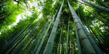 Lower Langpih divyangs, at Assam-Meghalaya border, donate 7,500 bamboo logs for Ram Temple