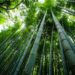 Lower Langpih divyangs, at Assam-Meghalaya border, donate 7,500 bamboo logs for Ram Temple