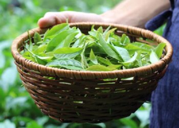 25th FAO IGG on Tea from January 31 to February 2 in Guwahati