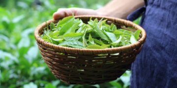 25th FAO IGG on Tea from January 31 to February 2 in Guwahati