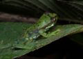 3 novel frogs discovered in Arunachal’s Namdapha-Kamlang landscape