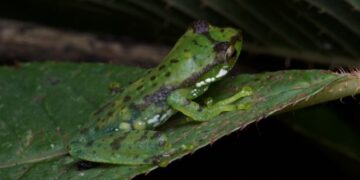 3 novel frogs discovered in Arunachal’s Namdapha-Kamlang landscape