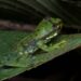 3 novel frogs discovered in Arunachal’s Namdapha-Kamlang landscape