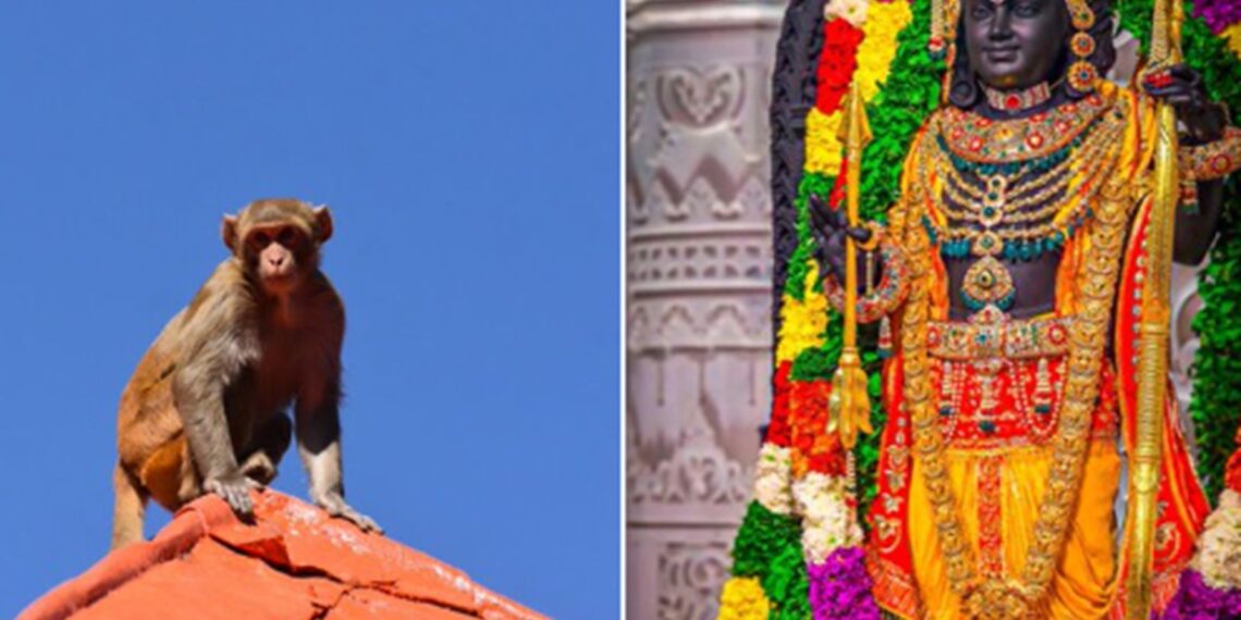 Monkey’s ‘divine’ entry into Ayodhya’s Ram Temple sparks spiritual wonder
