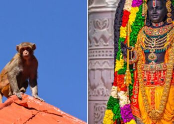 Monkey’s ‘divine’ entry into Ayodhya’s Ram Temple sparks spiritual wonder