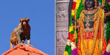 Monkey’s ‘divine’ entry into Ayodhya’s Ram Temple sparks spiritual wonder