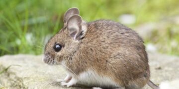 PETA India praises Assam for banning ‘cruel’ glue traps