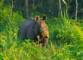 First poaching case of 2024, adult female rhino found dead in Kaziranga; probe on