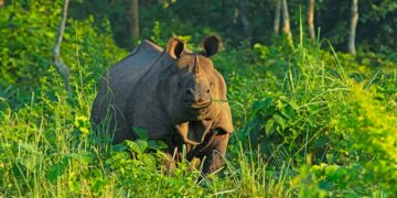 First poaching case of 2024, adult female rhino found dead in Kaziranga; probe on