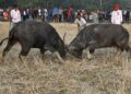 Gauhati High Court directs Assam Government to halt ‘un-authorised’ Buffalo Fights