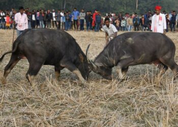 Gauhati High Court directs Assam Government to halt ‘un-authorised’ Buffalo Fights
