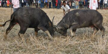 Gauhati High Court directs Assam Government to halt ‘un-authorised’ Buffalo Fights