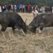 Gauhati High Court directs Assam Government to halt ‘un-authorised’ Buffalo Fights