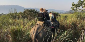 Elephant Estimation 2024: Safaris halted in Kaziranga National Park for two days