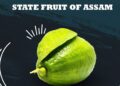 Assam’s GI-tagged ‘Kaji Nemu’ crowned state fruit