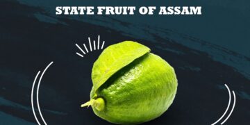 Assam’s GI-tagged ‘Kaji Nemu’ crowned state fruit