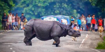 NBWL gives nod to five crucial Assam projects, including Kaziranga elevated corridor