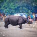 NBWL gives nod to five crucial Assam projects, including Kaziranga elevated corridor