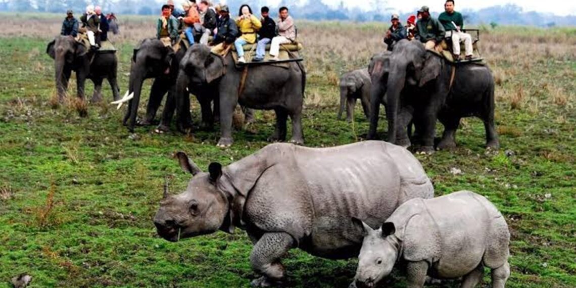 Celebrating 50 years of conservation: Kaziranga National Park marks golden jubilee