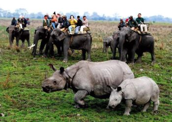 Celebrating 50 years of conservation: Kaziranga National Park marks golden jubilee
